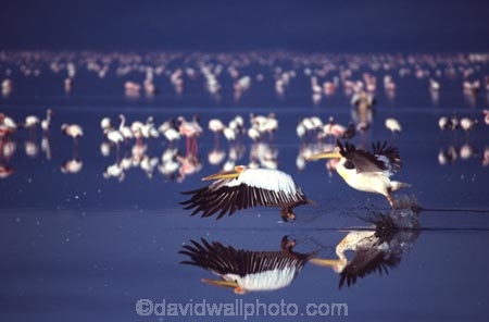 bird;birds;africa;african;animal;animals;feather;feathers;nature;wild;wildlife;safari;safaris;game-viewing;bird-spotting;lake-nakuru-national-park;lake-nakuru;national-park;national-parks;White-Pelicans;white-pelican;Pelecanus-rufescens;Flamingoes;flamingo;Phoenicopterus-ruber;Phoenicopterus-minor;greater-flamingo;greater-flamingoes;lesser-flamingo;lesser-flamingoes;lake;lakes;reflection;reflections;kenya;kenyan;east-africa