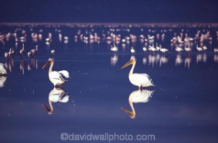 bird;birds;africa;african;animal;animals;feather;feathers;nature;wild;wildlife;safari;safaris;game-viewing;bird-spotting;lake-nakuru-national-park;lake-nakuru;national-park;national-parks;White-Pelicans;white-pelican;Pelecanus-rufescens;Flamingoes;flamingo;Phoenicopterus-ruber;Phoenicopterus-minor;greater-flamingo;greater-flamingoes;lesser-flamingo;lesser-flamingoes;lake;lakes;reflection;reflections;kenya;kenyan;east-africa