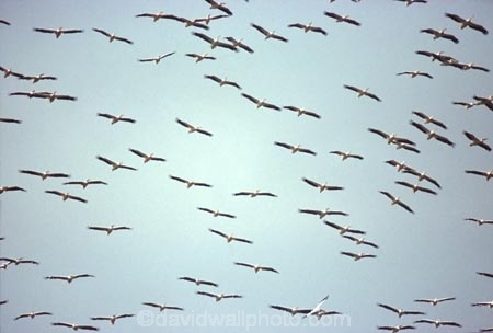 bird;birds;africa;african;animal;animals;feather;feathers;nature;wild;wildlife;safari;safaris;game-viewing;bird-spotting;White-Pelicans;white-pelican;Pelecanus-rufescens;kenya;kenyan;east-africa;flock;flocks;fly;flying;soar;soaring