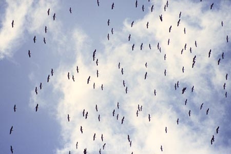 bird;birds;africa;african;animal;animals;feather;feathers;nature;wild;wildlife;safari;safaris;game-viewing;bird-spotting;White-Pelicans;white-pelican;Pelecanus-rufescens;kenya;kenyan;east-africa;flock;flocks;fly;flying;soar;soaring