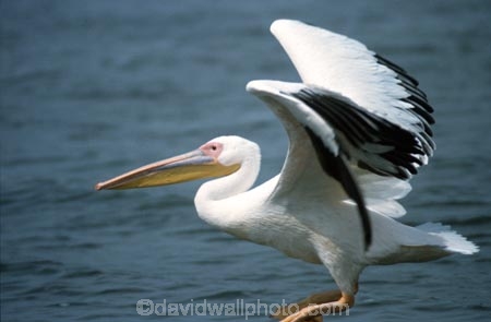 bird;birds;africa;african;animal;animals;feather;feathers;nature;wild;wildlife;safari;safaris;game-viewing;bird-spotting;White-Pelicans;white-pelican;Pelecanus-rufescens;kenya;kenyan;east-africa;fly;flying;soar;soaring;takeoff;take_off;wing-wings;flap;flapping;nakuru;lake-nakuru;lake-nakuru-national-park;national-park;national-parks
