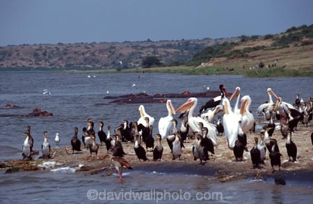 bird;birds;africa;african;animal;animals;feather;feathers;nature;wild;wildlife;safari;safaris;game-viewing;bird-spotting;Yellowbilled-Stork;yellow_billed-stork;stork;Yellowbilled-Storks;yellow_billed-storks;storks;Queen-Elizabeth-National-Park,-;national-park;Uganda;ugandan;Mycteria-ibis;kazinga-channel;kazinga;cormorant;cormorants;White-Pelicans;white-pelican;Pelecanus-rufescens