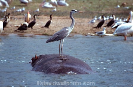 bird;birds;africa;african;animal;animals;feather;feathers;nature;wild;wildlife;safari;safaris;game-viewing;bird-spotting;Grey-Heron;gray-heron;grey-herons;gray-herons;heron;herons;Hippo;hippopotamus-amphibius;hippopotamus;Queen-Elizabeth-National-Park;national-park;national-parks;Uganda;ugandan;Ardea-cinerea;kazinga-channel;kazinga
