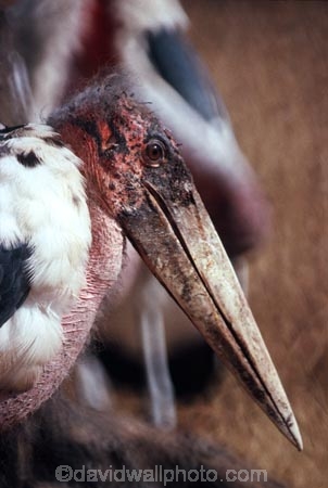 bird;birds;africa;african;animal;animals;feather;feathers;nature;wild;wildlife;safari;safaris;game-viewing;bird-spotting;Leptoptilos-crumeniferus;Marabou-Stork;marabou-storks;marabou;marabous;stork;storks;Masai-Mara-National-Reserve;masai-mara;maasai-mara;masai;maasai;Kenya;kenyan;rift-valley;East-Africa