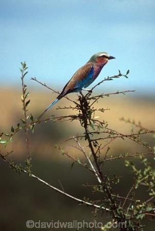 bird;birds;africa;african;animal;animals;feather;feathers;nature;wild;wildlife;safari;safaris;game-viewing;bird-spotting;Coracias-caudata;Lilac_breasted-Roller;roller;Lilac_breasted-Rollers;rollers;Kenya;kenyan;rift-valley;east-africa