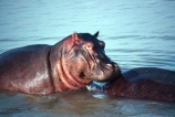 hippo;hippopotamus;hippopotami;hippopotamus-amphibius;hippos;mammal;mammals;wild;wildlife;animal;animals;africa;african;east-africa;danger;dangerous;rift-valley;pachyderm;pachyderms;amphibian;amphibious;burundi;lake-tanganyika
