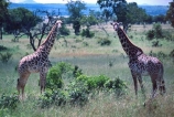 Giraffa-camelopardalis;east-africa;africa;african;animal;animals;giraffe;giraffes;mammal;wild;wildlife;zoology;long-neck;tall;height;plain;plains;savannah;savanna;savanah;savana;grasslands;game-park;game-parks;safari;safaris;game-viewing;national-park;national-parks;Mikumi-National-Park;mikumi;Tanzania;tanzanian;two;pair;mirror-image