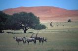 Animal;Animals;Antelope;Antelopes;Daytime;Gemsbok;gemsboks;Horn;Horns;Mammal;Mammals;Nature;Oryx;Oryx-gazella;Outdoor;Outdoors;Outside;Wild;Wildlife;single;wilderness;desert;deserts;sand;dune;dunes;sand-dunes;sand_dunes;sand_dune;expanse;oryxs;oryxes;etosha-national-park;etosha;national-park;national-parks;namibia;namibian;africa;african;herbivore;herbivores