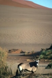 Animal;Animals;Antelope;Antelopes;Daytime;Gemsbok;gemsboks;Horn;Horns;Mammal;Mammals;Nature;One;One-animal;Oryx;Oryx-gazella;Outdoor;Outdoors;Outside;Wild;Wildlife;single;wilderness;desert;deserts;sand;dune;dunes;sand-dunes;sand_dunes;sand_dune;expanse;journey;oryxs;oryxes;etosha-national-park;etosha;national-park;national-parks;namibia;namibian;africa;african;herbivore;herbivores