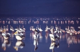 bird;birds;africa;african;animal;animals;feather;feathers;nature;wild;wildlife;safari;safaris;game-viewing;bird-spotting;lake-nakuru-national-park;lake-nakuru;national-park;national-parks;White-Pelicans;white-pelican;Pelecanus-rufescens;Flamingoes;flamingo;Phoenicopterus-ruber;Phoenicopterus-minor;greater-flamingo;greater-flamingoes;lesser-flamingo;lesser-flamingoes;lake;lakes;reflection;reflections;kenya;kenyan;east-africa