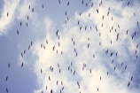 bird;birds;africa;african;animal;animals;feather;feathers;nature;wild;wildlife;safari;safaris;game-viewing;bird-spotting;White-Pelicans;white-pelican;Pelecanus-rufescens;kenya;kenyan;east-africa;flock;flocks;fly;flying;soar;soaring