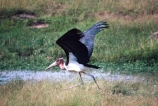 bird;birds;africa;african;animal;animals;feather;feathers;nature;wild;wildlife;safari;safaris;game-viewing;bird-spotting;Leptoptilos-crumeniferus;Marabou-Stork;marabou-storks;marabou;marabous;stork;storks;Masai-Mara-National-Reserve;masai-mara;maasai-mara;masai;maasai;Kenya;kenyan;rift-valley;East-Africa