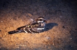 bird;birds;africa;african;animal;animals;feather;feathers;nature;wild;wildlife;safari;safaris;game-viewing;bird-spotting;Caprimulgus-fossii;Mozambique-Nightjar;Mozambique-Nightjars;Nightjar;Nightjars;Zimbabwe;zimbabwean;nocturnal;night
