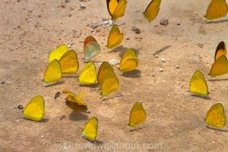 Africa;animal;animals;Botswana;butterflies;butterfly;insect;insects;invertebrate;invertebrates;mammal;mammals;Southern-Africa;wildlife;Yellow-butterflies;Yellow-butterfliy