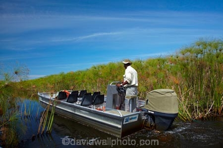 Africa;aluminium-boat;aluminium-boats;aquatic-plant;aquatic-plants;boat;boats;Botswana;Cyperaceae;Cyperus-papyrus;delta;deltas;Endorheic-basin;inland-delta;internal-drainage-systems;Okavango;Okavango-Delta;Okavango-Swamp;paper-reed;paper-reeds;papyrus-reed;papyrus-reeds;papyrus-sedge;plant;plants;reed;reeds;river-delta;Seven-Natural-Wonders-of-Africa;Southern-Africa;tourist-boat;tourist-boats;water-plant;waterplants