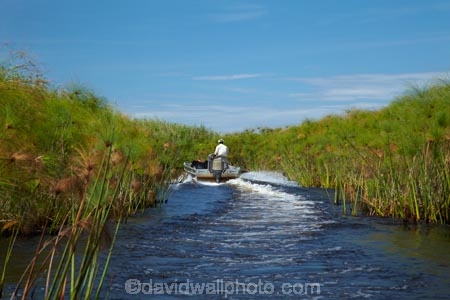 Africa;aluminium-boat;aluminium-boats;aquatic-plant;aquatic-plants;boat;boats;Botswana;Cyperaceae;Cyperus-papyrus;delta;deltas;Endorheic-basin;inland-delta;internal-drainage-systems;Okavango;Okavango-Delta;Okavango-Swamp;paper-reed;paper-reeds;papyrus-reed;papyrus-reeds;papyrus-sedge;plant;plants;reed;reeds;river-delta;Seven-Natural-Wonders-of-Africa;Southern-Africa;tourist-boat;tourist-boats;water-plant;waterplants