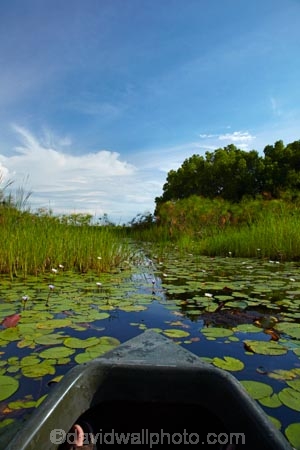 Africa;aquatic-plant;aquatic-plants;boat;boats;Botswana;canoe;canoes;delta;deltas;dugout;dugout-canoe;dugout-canoes;dugouts;Endorheic-basin;inland-delta;internal-drainage-systems;lily-pad;lily-pads;logboat;makoro;makoros;mekoro;mekoros;mokoro;mokoro-safari;mokoros;monoxylon;Nymphaeaceae;Okavango;Okavango-Delta;Okavango-Swamp;pirogue;pirogues;plant;plants;river-delta;Seven-Natural-Wonders-of-Africa;Southern-Africa;water-lilies;water-lily;water-lily-pad;water-lily-pads;water_lilies;water_lily;waterlilies;waterlily;waterlily-pad;waterlily-pads