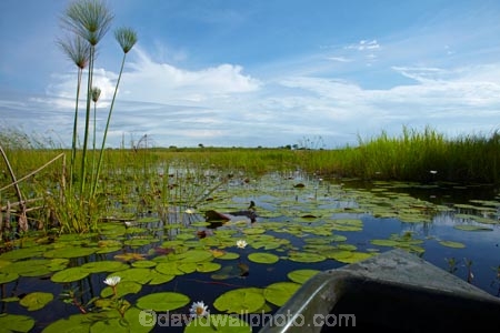 Africa;aquatic-plant;aquatic-plants;boat;boats;Botswana;canoe;canoes;Cyperaceae;Cyperus-papyrus;delta;deltas;dugout;dugout-canoe;dugout-canoes;dugouts;Endorheic-basin;inland-delta;internal-drainage-systems;lily-pad;lily-pads;logboat;makoro;makoros;mekoro;mekoros;mokoro;mokoro-safari;mokoros;monoxylon;Nymphaeaceae;Okavango;Okavango-Delta;Okavango-Swamp;paper-reed;paper-reeds;papyrus-reed;papyrus-reeds;papyrus-sedge;pirogue;pirogues;plant;plants;reed;reeds;river-delta;Seven-Natural-Wonders-of-Africa;Southern-Africa;water-lilies;water-lily;water-lily-pad;water-lily-pads;water-plant;water_lilies;water_lily;waterlilies;waterlily;waterlily-pad;waterlily-pads;waterplants