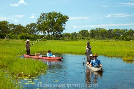 Africa;African;boat;boats;Botswana;canoe;canoes;delta;deltas;dugout;dugout-canoe;dugout-canoes;dugouts;Endorheic-basin;inland-delta;internal-drainage-systems;logboat;makoro;makoros;mekoro;mekoros;mokoro;mokoro-safari;mokoros;Okavango;Okavango-Delta;Okavango-Swamp;people;person;pirogue;pirogues;poler;polers;river-delta;safari;safaris;Seven-Natural-Wonders-of-Africa;Southern-Africa;tourism;tourist;tourists