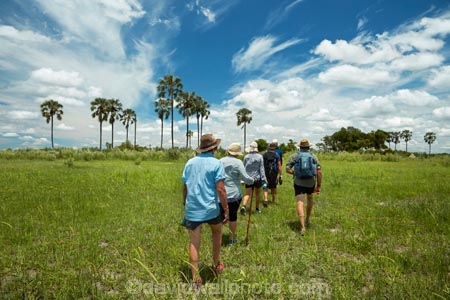 Africa;African;Botswana;guided-walk;guided-walks;Hyphaene-coriacea;Ilala-palm;lala-palm;Okavango;Okavango-Delta;Okavango-Swamp;palm;palm-tree;palm-trees;palms;safari;safaris;Southern-Africa;tourism;tourist;tourists;walks;wallk