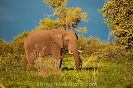 Africa;African;African-elephant;African-elephants;animal;animals;black-clouds;Botswana;Chobe-N.P.;Chobe-National-Park;Chobe-NP;cloud-clouds;dark-clouds;elephant;elephants;gray-clouds;grey-clouds;Loxodonta-africana;mammal;mammals;national-park;national-parks;natural;nature;pachyderm;pachyderms;reserve;reserves;safari;safaris;Savute;Savuti;Southern-Africa;wild;wilderness;wildlife;wildlife-park;wildlife-parks;wildlife-reserve;wildlife-reserves