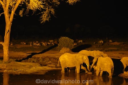 Africa;African-elephant;African-elephants;animal;animals;Botswana;dark;drink;drinking;elephant;elephants;evening;floodlighting;floodlit;Kasane;Loxodonta-africana;mammal;mammals;national-park;national-parks;natural;nature;night;night-time;pachyderm;pachyderms;reserve;reserves;safari;safaris;Senyati;Senyati-Safari-Camp;Southern-Africa;water;waterhole;waterholes;wild;wilderness;wildlife;wildlife-park;wildlife-parks;wildlife-reserve;wildlife-reserves