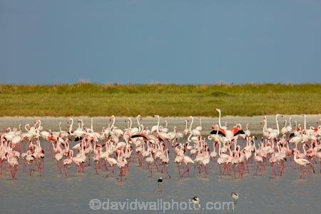 Africa;alkalii-flat;animal;animals;avian;barren;barreness;basin;bird;Bird-Sanctuary;bird-spotting;bird-watching;bird_watching;birds;Botswana;clay-pan;clay-pans;depression;desert;deserts;desolate;dry;dry-lake;dry-lake-bed;dry-lake-beds;dry-lakes;eco-tourism;eco_tourism;ecotourism;empty;endorheric;endorheric-basin;endorheric-basins;endorheric-lake;extreme;Fauna;Flamingo;Flamingoes;flat;geographic;geography;glare;glary;Greater-Flamingo;Greater-Flamingoes;lake;lake-bed;lake-beds;lakes;Lesser-Flamingo;Lesser-Flamingoes;Namibia;Nata;Nata-Bird-Sanctuary;Natural;Nature;Ornithology;pan;pans;Phoeniconaias-minor;Phoenicopterus-roseus;playa;playas;sabkha;safari;safaris;saline;salt;salt-crust;salt-flat;salt-flats;salt-lake;salt-lakes;salt-pan;salt-pans;salt_pan;salt_pans;saltpan;saltpans;salty;Southern-Africa;Sowa-Pan;Sua-Pan;vast;vlei;white;white-surface;wild;wildlife