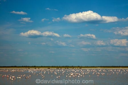 Africa;alkalii-flat;animal;animals;avian;barren;barreness;basin;bird;Bird-Sanctuary;bird-spotting;bird-watching;bird_watching;birds;Botswana;clay-pan;clay-pans;depression;desert;deserts;desolate;dry;dry-lake;dry-lake-bed;dry-lake-beds;dry-lakes;eco-tourism;eco_tourism;ecotourism;empty;endorheric;endorheric-basin;endorheric-basins;endorheric-lake;extreme;Fauna;Flamingo;Flamingoes;flat;geographic;geography;glare;glary;Greater-Flamingo;Greater-Flamingoes;lake;lake-bed;lake-beds;lakes;Lesser-Flamingo;Lesser-Flamingoes;Namibia;Nata;Nata-Bird-Sanctuary;Natural;Nature;Ornithology;pan;pans;Phoeniconaias-minor;Phoenicopterus-roseus;playa;playas;sabkha;safari;safaris;saline;salt;salt-crust;salt-flat;salt-flats;salt-lake;salt-lakes;salt-pan;salt-pans;salt_pan;salt_pans;saltpan;saltpans;salty;Southern-Africa;Sowa-Pan;Sua-Pan;vast;vlei;white;white-surface;wild;wildlife