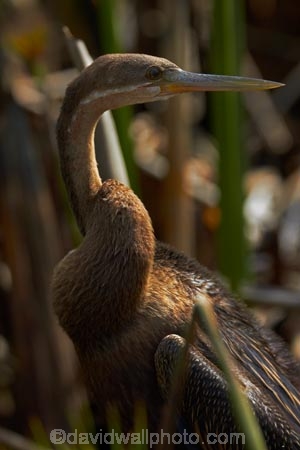 Africa;African-Darter;African-Darters;Anhinga-rufa;animal;animals;aquatic-plant;aquatic-plants;avian;bird;bird-spotting;bird-watching;bird_watching;birds;Botswana;Cyperus-papyrus;Darter;Darters;delta;deltas;eco-tourism;eco_tourism;ecotourism;Endorheic-basin;Fauna;inland-delta;internal-drainage-systems;Juvenile-African-Darter;Juvenile-Darter;Natural;Nature;Okavango;Okavango-Delta;Okavango-Swamp;Ornithology;paper-reed;paper-reeds;papyrus-reed;papyrus-reeds;papyrus-sedge;plant;plants;reed;reeds;river-delta;Seven-Natural-Wonders-of-Africa;Snakebird;Snakebirds;Southern-Africa;wild;wildlife