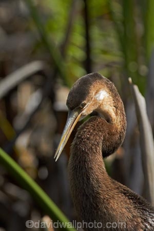 Africa;African-Darter;African-Darters;Anhinga-rufa;animal;animals;aquatic-plant;aquatic-plants;avian;bird;bird-spotting;bird-watching;bird_watching;birds;Botswana;Cyperus-papyrus;Darter;Darters;delta;deltas;eco-tourism;eco_tourism;ecotourism;Endorheic-basin;Fauna;inland-delta;internal-drainage-systems;Juvenile-African-Darter;Juvenile-Darter;Natural;Nature;Okavango;Okavango-Delta;Okavango-Swamp;Ornithology;paper-reed;paper-reeds;papyrus-reed;papyrus-reeds;papyrus-sedge;plant;plants;reed;reeds;river-delta;Seven-Natural-Wonders-of-Africa;Snakebird;Snakebirds;Southern-Africa;wild;wildlife