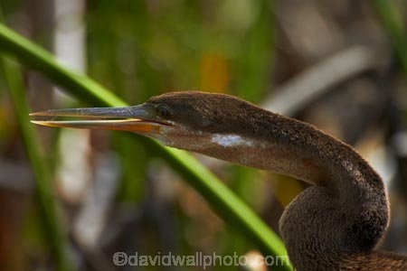 Africa;African-Darter;African-Darters;Anhinga-rufa;animal;animals;aquatic-plant;aquatic-plants;avian;bird;bird-spotting;bird-watching;bird_watching;birds;Botswana;Cyperus-papyrus;Darter;Darters;delta;deltas;eco-tourism;eco_tourism;ecotourism;Endorheic-basin;Fauna;inland-delta;internal-drainage-systems;Juvenile-African-Darter;Juvenile-Darter;Natural;Nature;Okavango;Okavango-Delta;Okavango-Swamp;Ornithology;paper-reed;paper-reeds;papyrus-reed;papyrus-reeds;papyrus-sedge;plant;plants;reed;reeds;river-delta;Seven-Natural-Wonders-of-Africa;Snakebird;Snakebirds;Southern-Africa;wild;wildlife