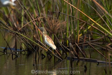 Africa;animal;animals;aquatic-plant;aquatic-plants;Ardeola-ralloides;avian;bird;bird-spotting;bird-watching;bird_watching;birds;Botswana;Cyperaceae;Cyperus-papyrus;delta;deltas;eco-tourism;eco_tourism;ecotourism;Endorheic-basin;Fauna;Heron;Herons;inland-delta;internal-drainage-systems;Natural;Nature;Okavango;Okavango-Delta;Okavango-Swamp;Ornithology;paper-reed;paper-reeds;papyrus-reed;papyrus-reeds;papyrus-sedge;plant;plants;reed;reeds;river-delta;Seven-Natural-Wonders-of-Africa;Southern-Africa;Squacco-Heron;Squacco-Herons;water-plant;waterplants;wild;wildlife