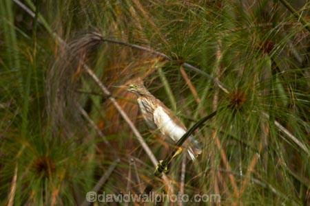 Africa;animal;animals;aquatic-plant;aquatic-plants;Ardeola-ralloides;avian;bird;bird-spotting;bird-watching;bird_watching;birds;Botswana;Cyperaceae;Cyperus-papyrus;delta;deltas;eco-tourism;eco_tourism;ecotourism;Endorheic-basin;Fauna;Heron;Herons;inland-delta;internal-drainage-systems;Natural;Nature;Okavango;Okavango-Delta;Okavango-Swamp;Ornithology;paper-reed;paper-reeds;papyrus-reed;papyrus-reeds;papyrus-sedge;plant;plants;reed;reeds;river-delta;Seven-Natural-Wonders-of-Africa;Southern-Africa;Squacco-Heron;Squacco-Herons;water-plant;waterplants;wild;wildlife