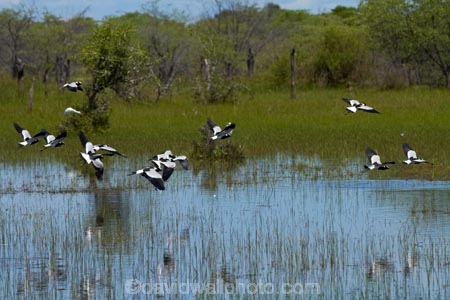Africa;animal;animals;avian;bird;bird-spotting;bird-watching;bird_watching;birds;Blacksmith-Lapwing;Blacksmith-Lapwings;Blacksmith-Plover;Blacksmith-Plovers;Botswana;calm;delta;deltas;eco-tourism;eco_tourism;ecotourism;Endorheic-basin;Fauna;inland-delta;internal-drainage-systems;Lapwing;Lapwings;Natural;Nature;Okavango;Okavango-Delta;Okavango-Swamp;Ornithology;placid;Plover;Plovers;quiet;reflected;reflection;reflections;river-delta;serene;Seven-Natural-Wonders-of-Africa;smooth;Southern-Africa;still;tranquil;Vanellus-armatus;water;wild;wildlife
