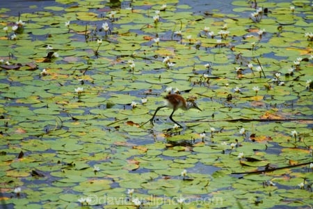 Africa;animal;animals;aquatic-plant;aquatic-plants;avian;bird;bird-spotting;bird-watching;bird_watching;birds;Botswana;delta;deltas;eco-tourism;eco_tourism;ecotourism;Endorheic-basin;Fauna;inland-delta;internal-drainage-systems;Jesus-bird;Jesus-birds;lily-pad;lily-pads;lily-trotter;lily-trotters;Natural;Nature;Nymphaeaceae;Okavango;Okavango-Delta;Okavango-Swamp;Ornithology;plant;plants;river-delta;Seven-Natural-Wonders-of-Africa;Southern-Africa;wader;waders;water-bird;water-birds;water-lilies;water-lily;water-lily-pad;water-lily-pads;water_lilies;water_lily;waterlilies;waterlily;waterlily-pad;waterlily-pads;wild;wildlife