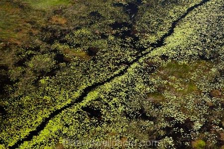 aerial;aerial-image;aerial-images;aerial-photo;aerial-photograph;aerial-photographs;aerial-photography;aerial-photos;aerial-view;aerial-views;aerials;Africa;aquatic-plant;aquatic-plants;Botswana;chanel;chanels;delta;deltas;Endorheic-basin;flood-plain;flood-plains;flood_plain;flood_plains;floodplain;floodplains;inland-delta;internal-drainage-systems;Nymphaeaceae;Okavango;Okavango-Delta;Okavango-Swamp;plain;plains;plant;plants;river;river-delta;rivers;Seven-Natural-Wonders-of-Africa;Southern-Africa;stream;streams;swamp;swampland;swamps;water;water-lilies;water-lily;water_lilies;water_lily;waterlilies;waterlily;channel;channels;