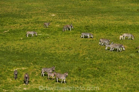 aerial;aerial-image;aerial-images;aerial-photo;aerial-photograph;aerial-photographs;aerial-photography;aerial-photos;aerial-view;aerial-views;aerials;Africa;animal;animals;Botswana;Burchells-zebra;delta;deltas;Endorheic-basin;Equus-quagga;Equus-quagga-burchellii;flood-plain;flood-plains;flood_plain;flood_plains;floodplain;floodplains;inland-delta;internal-drainage-systems;mammal;mammals;Okavango;Okavango-Delta;Okavango-Swamp;plain;plains;Plains-zebra;river-delta;Seven-Natural-Wonders-of-Africa;Southern-Africa;wildlife;Zebra;zerbras