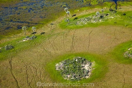 aerial;aerial-image;aerial-images;aerial-photo;aerial-photograph;aerial-photographs;aerial-photography;aerial-photos;aerial-view;aerial-views;aerials;Africa;animal-track;animal-tracks;animal-trail;animal-trails;Botswana;delta;deltas;Endorheic-basin;flood-plain;flood-plains;flood_plain;flood_plains;floodplain;floodplains;inland-delta;internal-drainage-systems;Okavango;Okavango-Delta;Okavango-Swamp;path;paths;pathways;plain;plains;river-delta;Seven-Natural-Wonders-of-Africa;Southern-Africa;track;tracks;trail;trails;wildlife-tracks;wildlife-trails