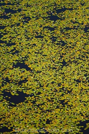 aerial;aerial-image;aerial-images;aerial-photo;aerial-photograph;aerial-photographs;aerial-photography;aerial-photos;aerial-view;aerial-views;aerials;Africa;aquatic-plant;aquatic-plants;Botswana;delta;deltas;Endorheic-basin;flood-plain;flood-plains;flood_plain;flood_plains;floodplain;floodplains;inland-delta;internal-drainage-systems;Nymphaeaceae;Okavango;Okavango-Delta;Okavango-Swamp;plain;plains;plant;plants;river-delta;Seven-Natural-Wonders-of-Africa;Southern-Africa;swamp;swampland;swamps;water-lilies;water-lily;water_lilies;water_lily;waterlilies;waterlily