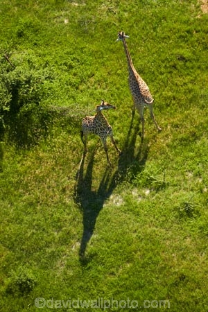 aerial;aerial-image;aerial-images;aerial-photo;aerial-photograph;aerial-photographs;aerial-photography;aerial-photos;aerial-view;aerial-views;aerials;Africa;Angolan-giraffe;animal;animals;Botswana;delta;deltas;Endorheic-basin;Giraffa-camelopardalis;Giraffa-camelopardalis-angolensis;giraffe;giraffes;inland-delta;internal-drainage-systems;mammal;mammals;Okavango;Okavango-Delta;Okavango-Swamp;river-delta;Seven-Natural-Wonders-of-Africa;Southern-Africa;wildlife