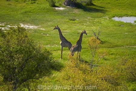 aerial;aerial-image;aerial-images;aerial-photo;aerial-photograph;aerial-photographs;aerial-photography;aerial-photos;aerial-view;aerial-views;aerials;Africa;Angolan-giraffe;animal;animals;Botswana;delta;deltas;Endorheic-basin;Giraffa-camelopardalis;Giraffa-camelopardalis-angolensis;giraffe;giraffes;inland-delta;internal-drainage-systems;mammal;mammals;Okavango;Okavango-Delta;Okavango-Swamp;river-delta;Seven-Natural-Wonders-of-Africa;Southern-Africa;wildlife