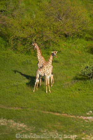 aerial;aerial-image;aerial-images;aerial-photo;aerial-photograph;aerial-photographs;aerial-photography;aerial-photos;aerial-view;aerial-views;aerials;Africa;Angolan-giraffe;animal;animals;Botswana;delta;deltas;Endorheic-basin;Giraffa-camelopardalis;Giraffa-camelopardalis-angolensis;giraffe;giraffes;inland-delta;internal-drainage-systems;mammal;mammals;Okavango;Okavango-Delta;Okavango-Swamp;river-delta;Seven-Natural-Wonders-of-Africa;Southern-Africa;wildlife