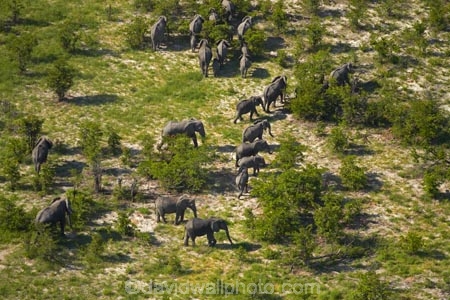 aerial;aerial-image;aerial-images;aerial-photo;aerial-photograph;aerial-photographs;aerial-photography;aerial-photos;aerial-view;aerial-views;aerials;Africa;African-bush-elephant;African-bush-elephants;African-elephant;African-elephants;animal;animals;Botswana;delta;deltas;elephant;elephant-herd;elephants;Endorheic-basin;herd;herd-of-elephant;herds;inland-delta;internal-drainage-systems;Loxodonta-africana;mammal;mammals;Okavango;Okavango-Delta;Okavango-Swamp;pachyderm;pachyderms;river-delta;Seven-Natural-Wonders-of-Africa;Southern-Africa;wildlife