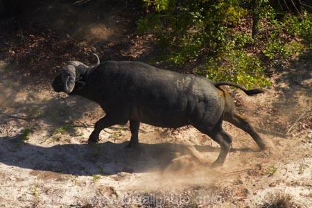 aerial;aerial-image;aerial-images;aerial-photo;aerial-photograph;aerial-photographs;aerial-photography;aerial-photos;aerial-view;aerial-views;aerials;Africa;African-buffalo;African-buffaloes;animal;animals;Botswana;buffalo;buffaloes;cape-buffalo;cape-buffaloes;delta;deltas;Endorheic-basin;inland-delta;internal-drainage-systems;mammal;mammals;Okavango;Okavango-Delta;Okavango-Swamp;river-delta;Seven-Natural-Wonders-of-Africa;Southern-Africa;Syncerus-caffer;Syncerus-caffer-caffer;wildlife