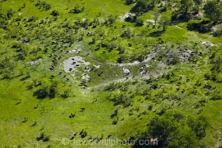 aerial;aerial-image;aerial-images;aerial-photo;aerial-photograph;aerial-photographs;aerial-photography;aerial-photos;aerial-view;aerial-views;aerials;Africa;African-buffalo;African-buffaloes;animal;animals;Botswana;buffalo;buffalo-herd;buffalo-herds;buffaloes;cape-buffalo;cape-buffaloes;delta;deltas;Endorheic-basin;flood-plain;flood-plains;flood_plain;flood_plains;floodplain;floodplains;herd;herds;inland-delta;internal-drainage-systems;mammal;mammals;Okavango;Okavango-Delta;Okavango-Swamp;plain;plains;river-delta;Seven-Natural-Wonders-of-Africa;Southern-Africa;Syncerus-caffer;Syncerus-caffer-caffer;wildlife