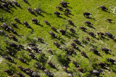 aerial;aerial-image;aerial-images;aerial-photo;aerial-photograph;aerial-photographs;aerial-photography;aerial-photos;aerial-view;aerial-views;aerials;Africa;African-buffalo;African-buffaloes;animal;animals;Botswana;buffalo;buffalo-herd;buffalo-herds;buffaloes;cape-buffalo;cape-buffaloes;crowd;crowds;delta;deltas;Endorheic-basin;flood-plain;flood-plains;flood_plain;flood_plains;floodplain;floodplains;herd;herds;inland-delta;internal-drainage-systems;mammal;mammals;many;Okavango;Okavango-Delta;Okavango-Swamp;plain;plains;river-delta;Seven-Natural-Wonders-of-Africa;Southern-Africa;stampede;stampedes;Syncerus-caffer;Syncerus-caffer-caffer;wildlife