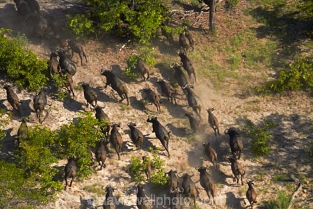 aerial;aerial-image;aerial-images;aerial-photo;aerial-photograph;aerial-photographs;aerial-photography;aerial-photos;aerial-view;aerial-views;aerials;Africa;African-buffalo;African-buffaloes;animal;animals;Botswana;buffalo;buffalo-herd;buffalo-herds;buffaloes;cape-buffalo;cape-buffaloes;crowd;crowds;delta;deltas;Endorheic-basin;flood-plain;flood-plains;flood_plain;flood_plains;floodplain;floodplains;herd;herds;inland-delta;internal-drainage-systems;mammal;mammals;many;Okavango;Okavango-Delta;Okavango-Swamp;plain;plains;river-delta;Seven-Natural-Wonders-of-Africa;Southern-Africa;stampede;stampedes;Syncerus-caffer;Syncerus-caffer-caffer;wildlife