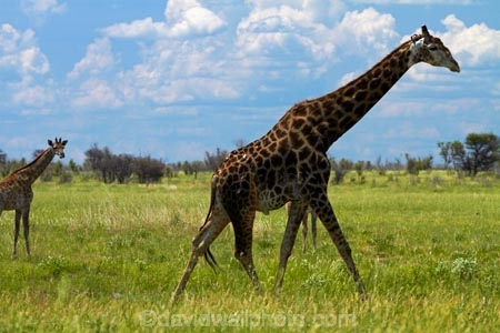 Africa;African-plain;African-plains;Angolan-giraffe;animal;animals;Botswana;game-drive;game-viewing;Giraffa-camelopardalis;Giraffa-camelopardalis-angolensis;giraffe;giraffes;mammal;mammals;Namibia;national-park;national-parks;natural;nature;Nxai-Pan-N.P.;Nxai-Pan-National-Park;Nxai-Pan-NP;plain;plains;reserve;reserves;Southern-Africa;tall;wild;wilderness;wildlife