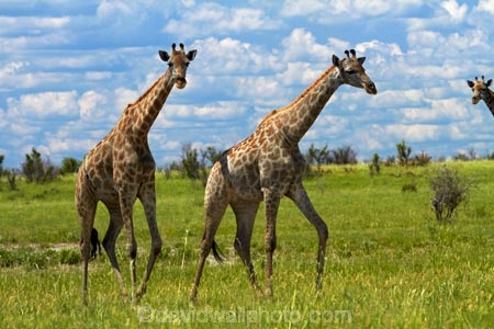 Africa;African-plain;African-plains;Angolan-giraffe;animal;animals;Botswana;game-drive;game-viewing;Giraffa-camelopardalis;Giraffa-camelopardalis-angolensis;giraffe;giraffes;herd;herds;mammal;mammals;Namibia;national-park;national-parks;natural;nature;Nxai-Pan-N.P.;Nxai-Pan-National-Park;Nxai-Pan-NP;plain;plains;reserve;reserves;Southern-Africa;tall;wild;wilderness;wildlife