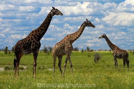 Africa;African-plain;African-plains;Angolan-giraffe;animal;animals;Botswana;game-drive;game-viewing;Giraffa-camelopardalis;Giraffa-camelopardalis-angolensis;giraffe;giraffes;herd;herds;mammal;mammals;Namibia;national-park;national-parks;natural;nature;Nxai-Pan-N.P.;Nxai-Pan-National-Park;Nxai-Pan-NP;plain;plains;reserve;reserves;Southern-Africa;tall;wild;wilderness;wildlife